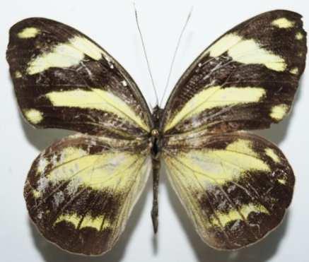 Pieriballia viardi (Familia: Pieridae, Sub-Familia: Pierinae)