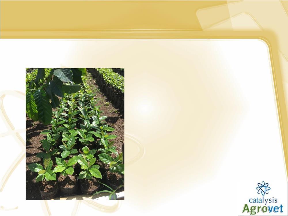 VIUSID Agro en café Protocolo de aplicación Almácigo: Previo a la siembra se riega con una solución de VIUSID Agro en agua
