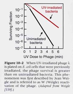 Características Respuesta SOS Weigle 1953 Sobrevida fagos lambda despues de ser irradiados con UV Sistema de