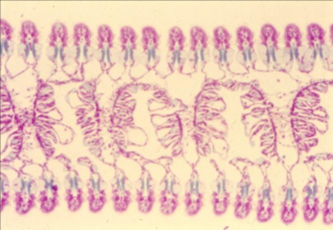 Alimentación (cilias y células mucosas en región mas externa) FUNCIONES DE LA BRANQUIA