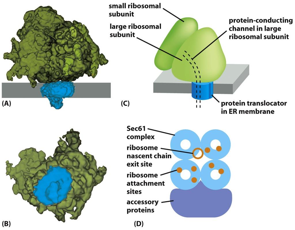 Figure 12-43 Molecular Biology of the Cell ( Garland Science 2008) Síntesis e inserción de proteínas de