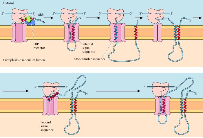 Las dos cadenas salen del translocon lateralmente hacia la membrana anclándose como una horquilla