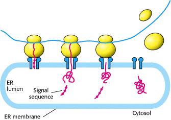 Síntesis de proteínas en el RE El RE internaliza selectivamente las proteínas a medida que éstas son sintetizadas (transporte co-traduccional) en los ribosomas