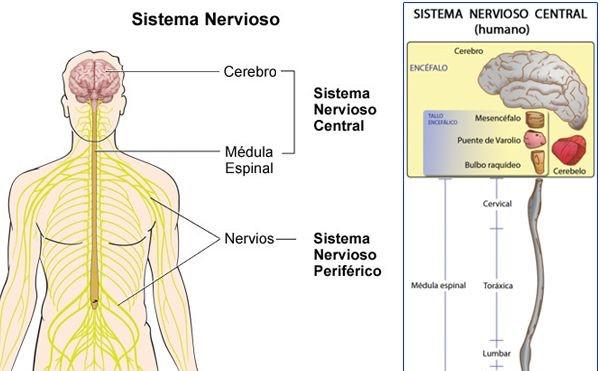 ESTRUCTURA DEL SISTEMA NERVIOSO El sistema nervioso se divide: - Sistema nervioso central (SNC), formado por el encéfalo y la médula espinal.