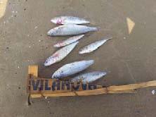Abocament de peixos morts al litoral de Vilanova i la Geltrú El 24 d agost va arribar un elevat nombre de bogues mortes a la platges d Adarró i de Sant Gervasi, a Vilanova i la Geltrú, segurament