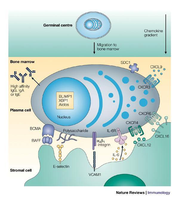 Generación de la célula plasmática!