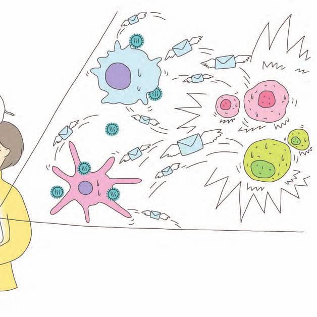 citocina (carta) limfòcit T col laborador macròfag limfòcit B cèl lula dendrítica Com pots evitar agafar la grip aviària, doncs?