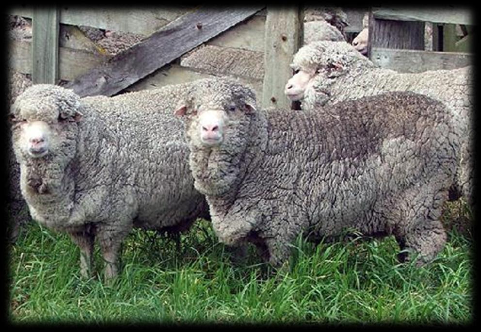 N pariciones/oveja y % de mortandad, definen 2 parámetros