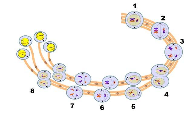 3. BLOQUE: Genética molecular. La base de la herencia. La siguiente imagen representa el proceso de meiosis. Responde a las cuestiones que se formulan relativas a él: A.