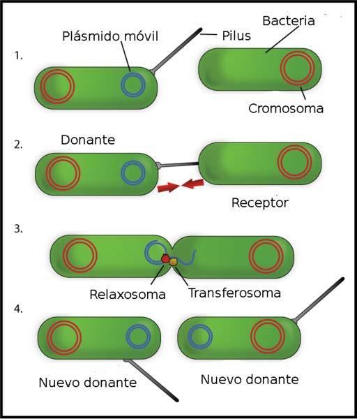 B. Nombra y describe en qué consiste el proceso que refleja la siguiente imagen, indicando también qué importancia tiene en la evolución de las bacterias. El proceso es la conjugación (0, 2 puntos).