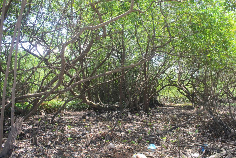 No. 39 1-mar-2018 Tramo bajo Tramo Bajo Vista del manglar cerca a