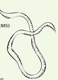 8 Phylum Nematoda Sus movimientos son rápidos y en forma de látigo Son gusanos redondos sin estructura de agarre para sostenerse