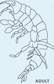 movimiento 6 Ordén Amphipoda Tienen 6 pares de patas y dos antenas No tiene caparazón, su cuerpo es