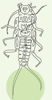 14 GRUPOS TAXONOMICOS CARACTERISTICAS VALOR DE TOLERANCIA IMAGEN Llamadas también las moscas de piedra Ordén plecoptera Son de tamaño de 5 a 50 mm Su ciclo de vida está compuesto de tres