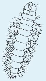 15 GRUPOS TAXONOMICOS Orden Lepidoptera Orden Coleoptera Clase Gastropoda CARACTERISTICAS Sus adultos son llamados polillas, mariposas, palomitas y las larvas se conocen como