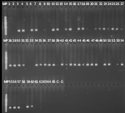 muestras de ADN de M.