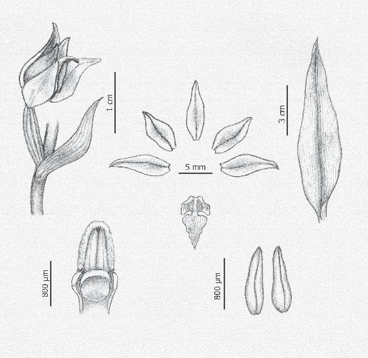 Cephalanthera rubra que podría corresponder a var. albiflora Harz o la fª albiflora Touss & Hosch. No conocida en nuestro territorio.