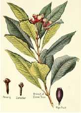 caryophyllata (clavo) Familia: Piperaceae