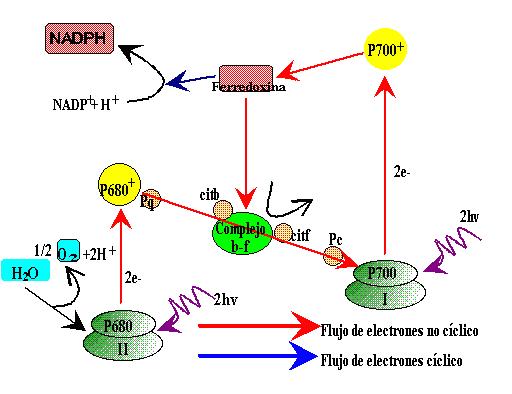 En el fotosistema I la luz produce el mismo efecto sobre la clorofila P700, de modo que algún electrón adquiere un nivel energético superior y abandona la molécula, es recogido por otro aceptor de