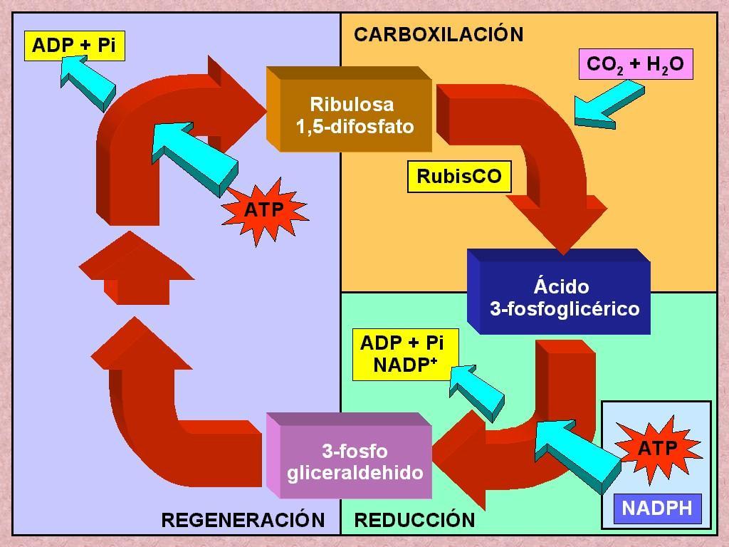 La fijación del CO2 se produce en tres fases: 1.