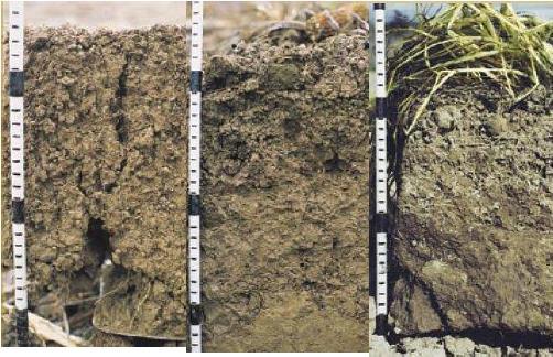superficial La formación de costra superficial reduce la infiltración, afecta a la aireación, impide la penetración de las raíces y reduce la capacidad de las mismas de captar