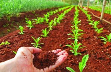 El suelo y su importancia El significado tradicional del suelo se define como el medio natural para el crecimiento de las plantas.