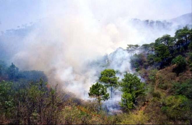 Los incendios en la REBISE 41.4 incendios promedio por año (1997-2003).
