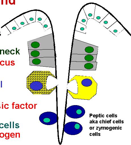II. SECRECIÓN Células epiteliales de superficie 1.Contenido células C.