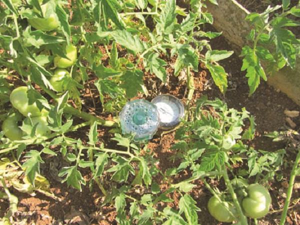 El empleo de la tecnología permite mantener altos niveles de humedad en el suelo, para el desarrollo de la variedad de tomate Vyta.