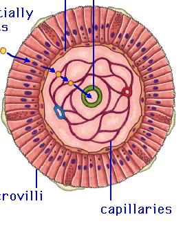 I. INTESTINO ** linfático central plexos capilares membranas basales Circulación vellosidades