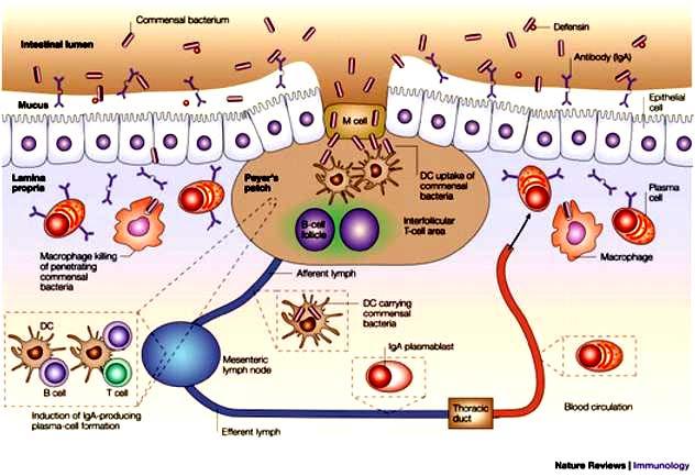 Respuesta fisiológica inmune II. EPITELIO LUZ Bacterias comensales IgA c.