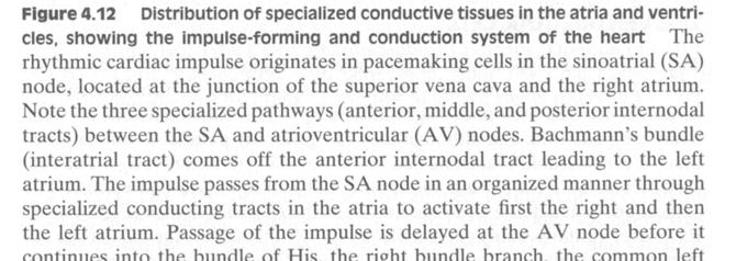entricular isometric contraction : 심실의압력증가 ( 체적은초기상태유지 ), A value close - 혈관압력 : Pulmonary Artery (from R)
