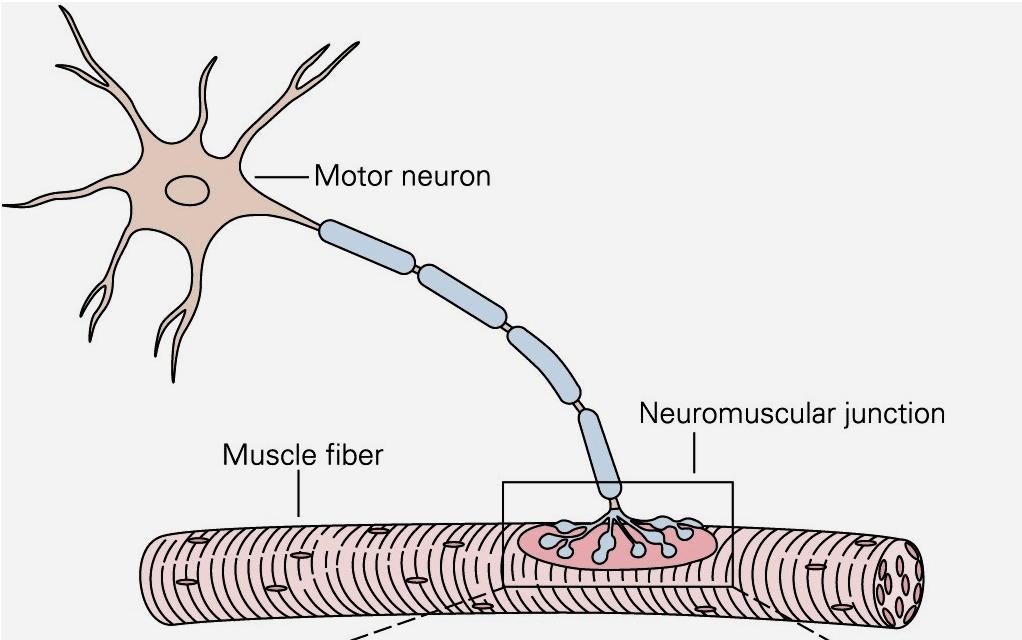 SINAPSIS QUIMICA Sinapsis neuromuscular, paradigma de sinapsis