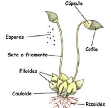 1.2.2.1.1. Briofitas(Musgos y Hepáticas). Fueron las primeras plantas en adaptarse al medio terrestre.