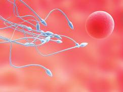 Para saber En cada eyaculación (expulsión de semen) el hombre expulsa de 200 a 300 millones de espermatozoides. Cómo actúa la testosterona durante la pubertad?