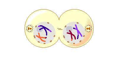 IMP: En anafase mitótica se separan las cromátidas hermanas. TELOFASE I 4.1.