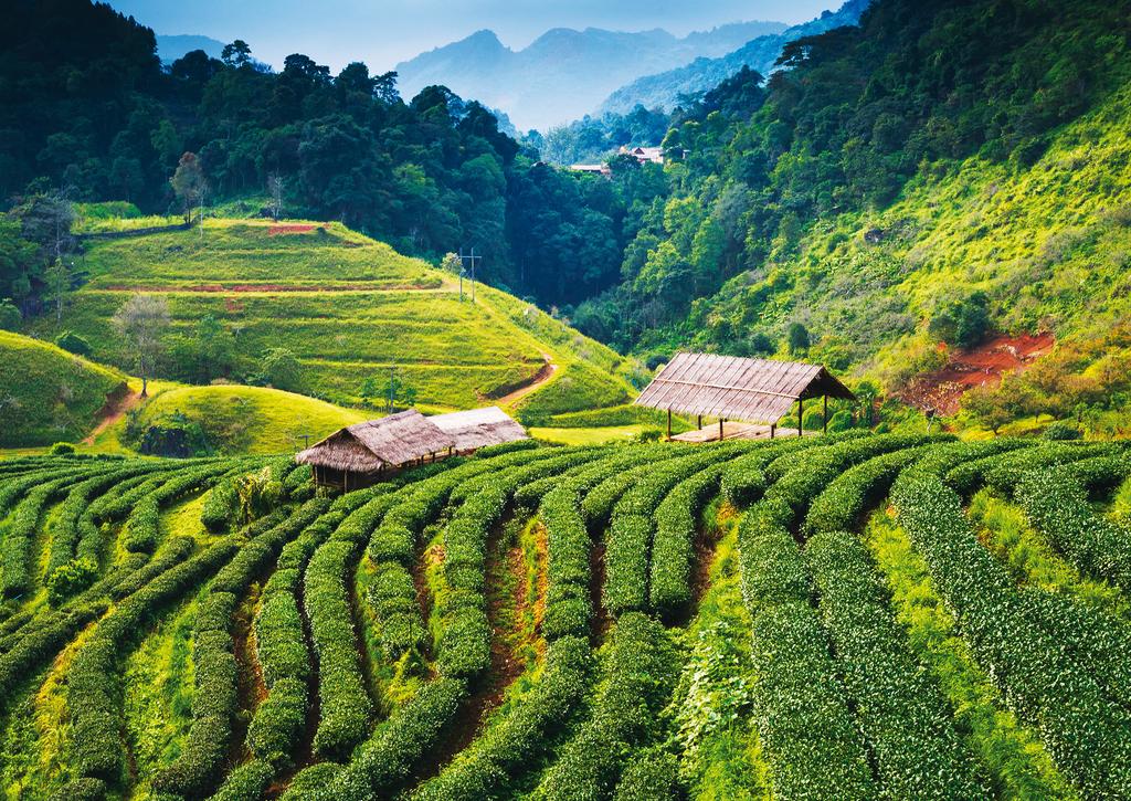 Consideramos que el té más delicioso es el té auténtico, hecho de la manera adecuada y procedente de fuentes sostenibles.