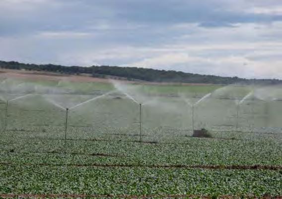 Vocabulario Agricultura de regadío: consiste en aportar agua al suelo para que los vegetales tengan el suministro que necesitan favoreciendo así su crecimiento.