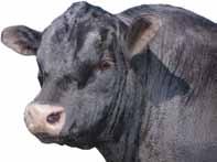 Definición de rasgos La (diferencia esperada entre progenies) predice cómo se comportará la futura progenie de los toros listados en cada una de las características de producción evaluadas.