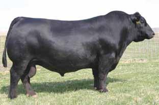 Aberdeen Angus Noble BE