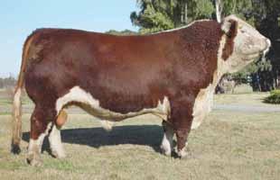 Polled Hereford Fama BE