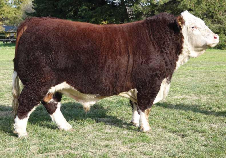 Polled Hereford Ilusión BE