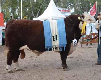 Polled Hereford BE