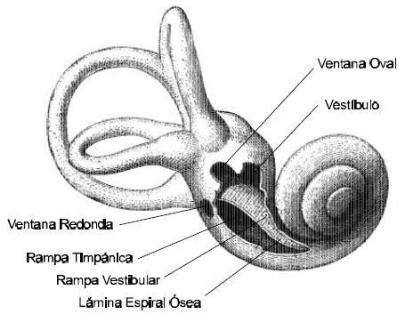 CAPÍTULO 1. SIMULADOR DE IMPLANTE COCLEAR 12 Houssay A) Figura 1.2: El laberinto del oído interno. Del laberinto membranoso nacen las vías nerviosas acústicas y vestibulares.
