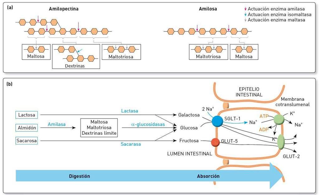 Estructura básica de la amilopectina y la amilosa.