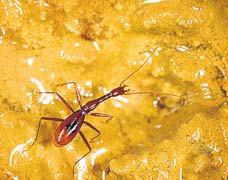 El escarabajo se agarra al abdomen de una hormiga obrera cuando la colonia necesita trasladarse, de modo que, a simple vista, la hormiga parece tener dos abdómenes. FOTO: D.