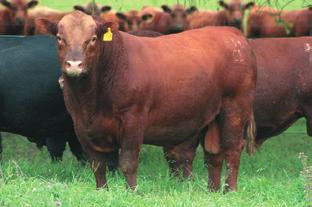 T/E Lider Absoluto en Area de Ojo de Bife Fácil Engrasamiento y Rendimiento de Res Excelente Crecimiento Arecutrán es un toro que cualquier productor