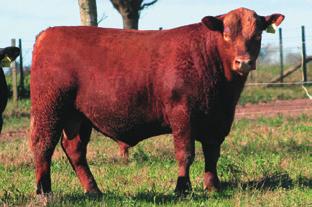 Además es de buen crecimiento y moderado peso de vaca adulta, con buenos testiculos y de buen perimetro. Es de excelente musculatura y facilidad de engorde, objetivo de la cabaña.