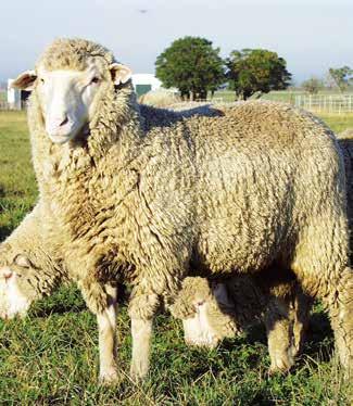 Producción Animal La raza Merino Dohne por sus características en producción de carne y lana, así como sus antecedentes de adaptación a diferentes situaciones agroecológicas en el mundo, ingresó a