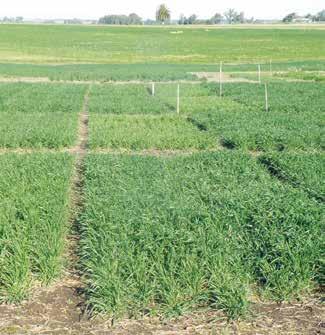 Cultivos el suelo para el crecimiento vegetal, la segunda limitante más relevante está asociada al balance entre la oferta de nitrógeno (suelo + fertilizante) y la demanda del cultivo (Ernst et al.